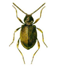 Australischer Diebkäfer