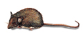 Hausmaus