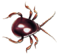 Kugelkäfer