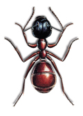 Schwarzgraue Wegameise