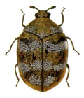 Wollkrautblütenkäfer