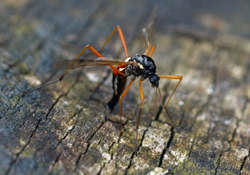 Schlupfwespen als biologische Schädlingsbekämpfungsmittel gegen Insekten