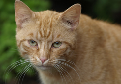 Katzen in der biologischen Schädlingsbekämpfung Katzen in der biologischen Schädlingsbekämpfung