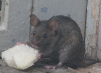 Hausratte - Schädlinge-Lexikon JARKOW.de