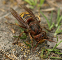 Hornisse - größte Wespen-Art
