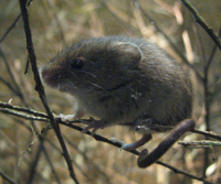 Maus - Mäuse im Schädlinge-Lexikon