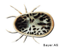 Taubenzecke - Schädlinge-Lexikon, JARKOW.de