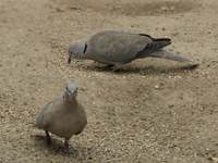 Türkentaube - Schadvögel