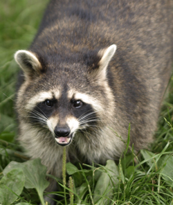 Unliebsame Gäste: Waschbären - Portrait