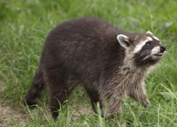 Waschbärvergrämung - Waschbären vertreiben